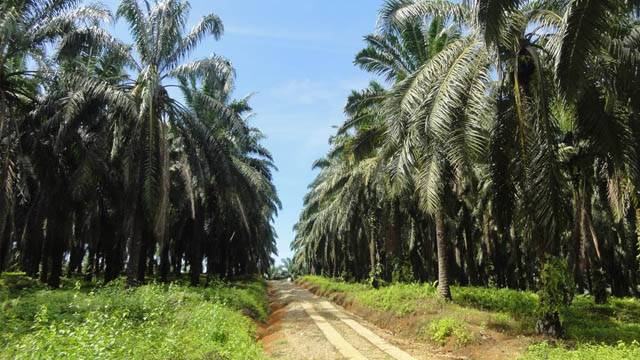 riau3.jpg